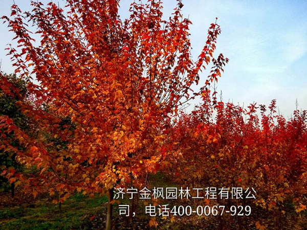 三、購買我們紅楓具體流程是怎么進行的？