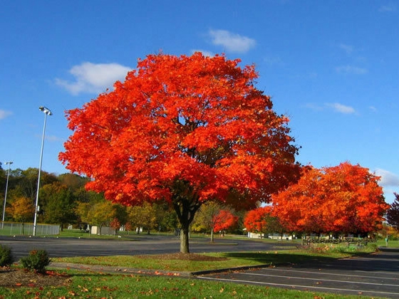 十月光輝紅楓